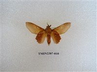 藏品(後鋸枯葉蛾)的圖片